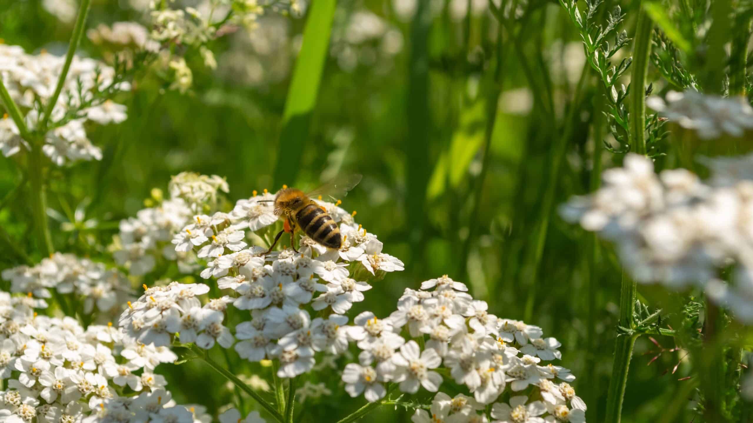 Bee pollinating white flowers, highlighting chemical-free biodiversity