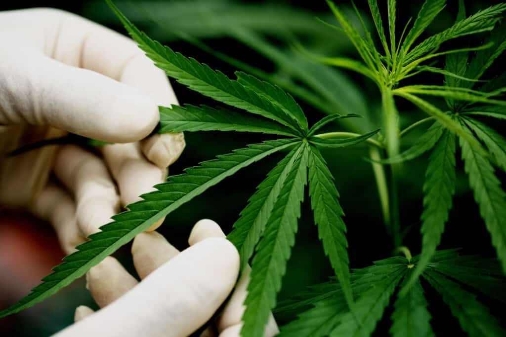 Gloved hands carefully inspecting a marijuana leaf for quality and health