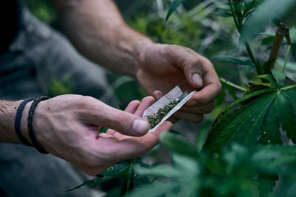 Marijuana farmer rolling a joint, illustrating the link between product quality and user experience