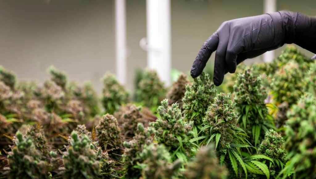 Man inspecting a marijuana plant with a gloved hand to highlight the significance of temperature and humidity control in cultivation