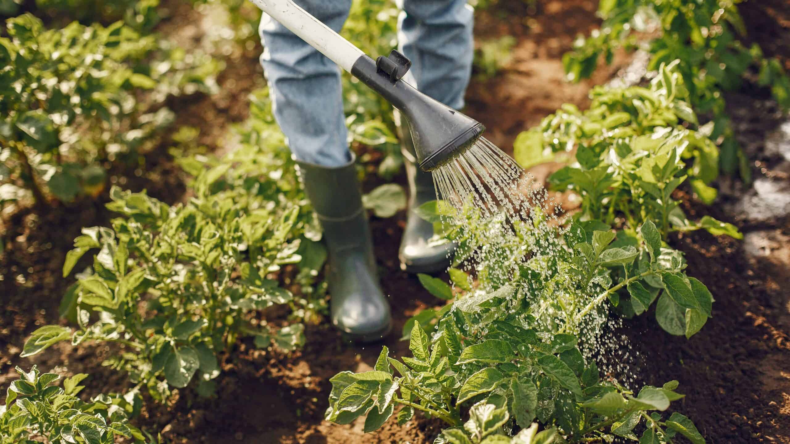 Watering Healthy Crops with Natural Bioformulant: Nourishing Growth the Organic Way