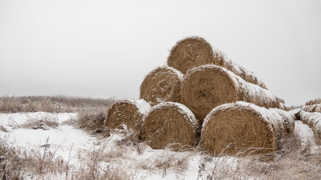 Hay covered in snow, highlighting the impact of winter weather on moisture levels